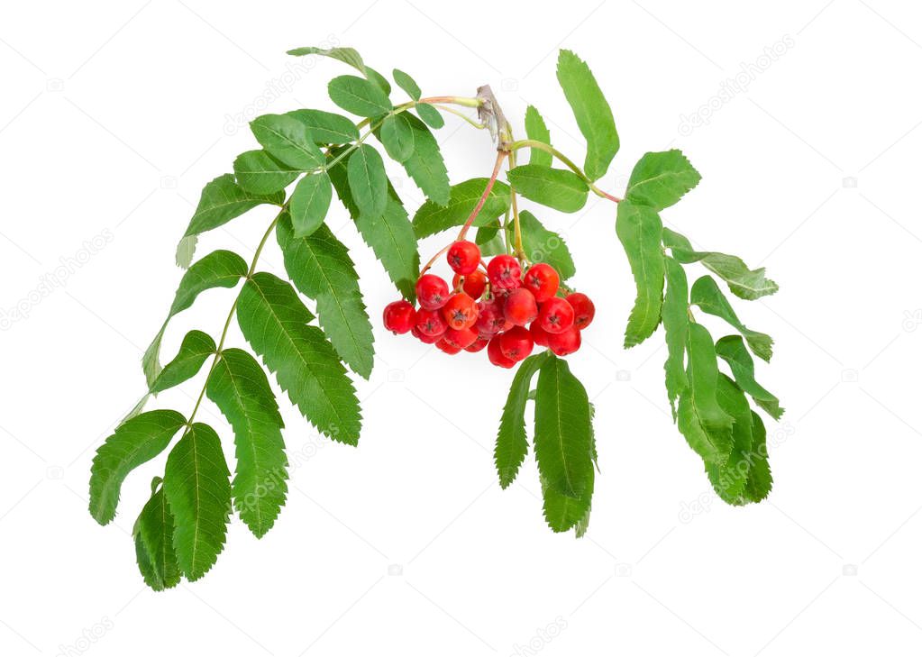 Branch of Sorbus aucuparia also known as rowan or mountain ash with cluster of red berries and green leaves on a white background