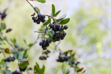 Bulanık bir arka plan üzerinde siyah chokeberry olgun çilek kümelerde şube sarkan