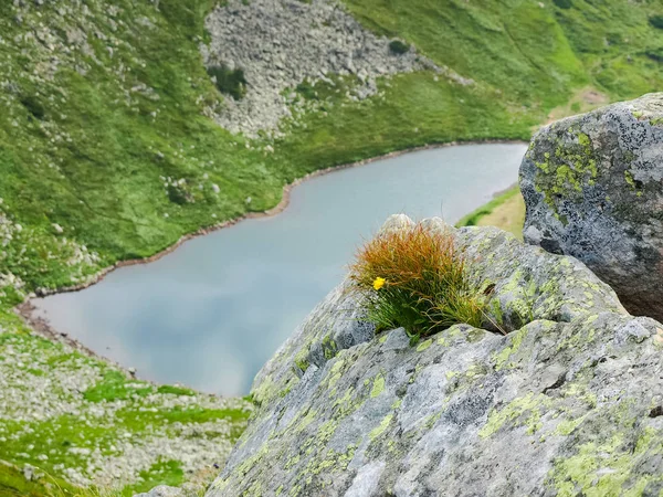 選択と集中で山中湖の斜面に地衣類で覆われている草ブッシュと石の裂け目で成長している黄の花 — ストック写真