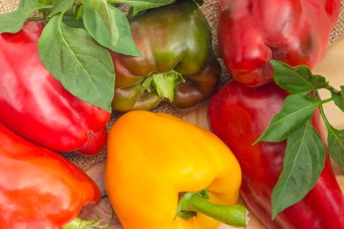 Çalı çırpı ve biber bitki yaprakları bir çuval bezi ve ahşap yüzey ile olgun varicolored biber arka plan