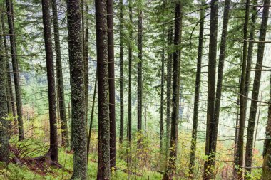 Karpat Dağları'nda bir dağ yamacında sonbahar ormandaki çam ağaçlarının gövdeleri