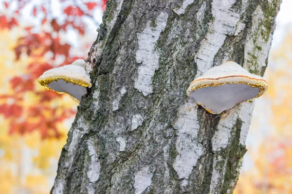 Polypores arka plan bulanık huş ağacı yakın çekim bir gövde üzerinde büyüyen su damlaları ile huş ağacı