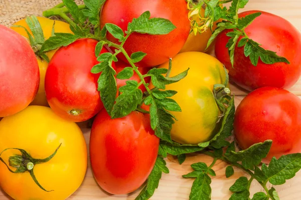 Contexte Des Différentes Tomates Jaunes Rouges Mûres Avec Des Brindilles — Photo