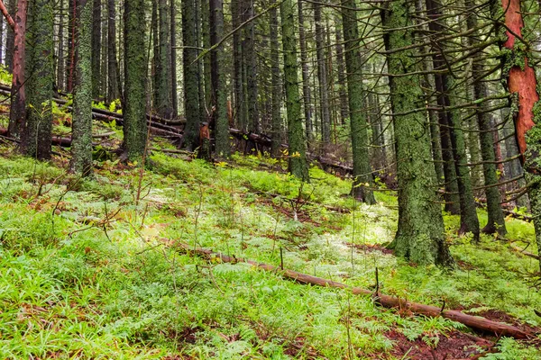 Trunks Degli Abeti Foresta Autunno Pendio Montagna Dopo Pioggia Nei — Foto Stock