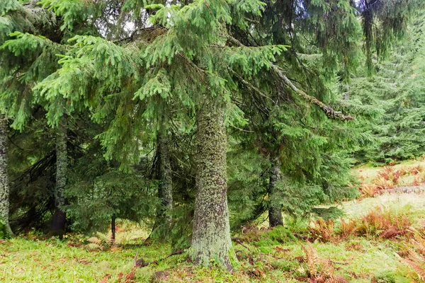 Fragment Forêt Sapins Automne Sur Une Pente Montagne Dans Les — Photo