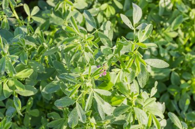 Sabah üst noktası çekim alanı yakın çekim üzerinde Çiy damlaları yonca kaplı