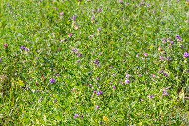 Yonca alanının arka plan bulanık tarih seçici odak, çiçekli