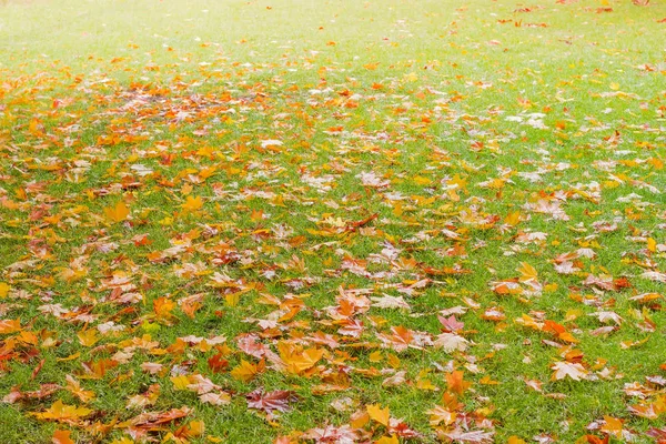 草地上的湿绿草覆盖着秋天杂色枫叶秋季多云日 — 图库照片