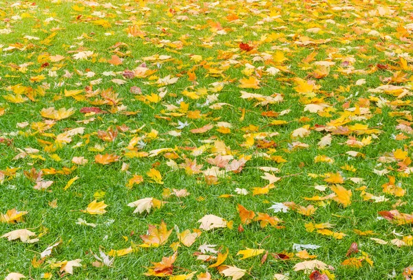 Fragmento Césped Con Hierba Verde Húmeda Cubierta Con Hojas Arce — Foto de Stock