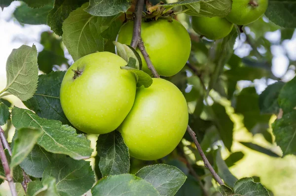 Orchard Elma Ağacının Dalları Üzerinde Yeşil Elma — Stok fotoğraf