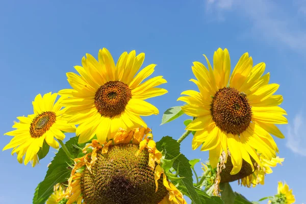 Flowers of sunflower and ripening sunflower heads on a background of the sky