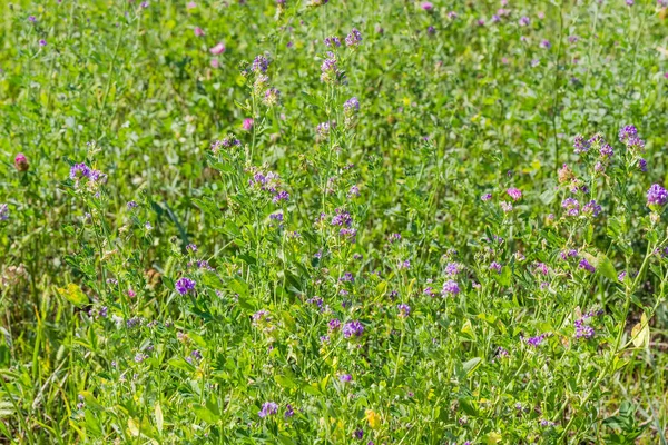 Alfalfa Floración Foco Selectivo Sobre Fondo Borroso Campo — Foto de Stock