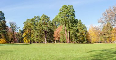 Parkta büyük glade Panoraması, içinde sonbahar günü kapalı ot arasında bir iğne yapraklılar ve yaprak döken ağaçlar