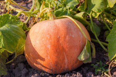Turuncu kabak plantation yakın çekim üzerinde büyüyen yaprakları çiğ damlaları arasında sapları ile kaplı