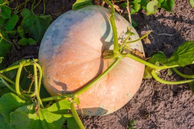 Üstten görünüm çiy ile kaplı rengarenk kabak kaynaklanıyor arasında düşer ve sabah çiftliğinde büyüyen yaprakları