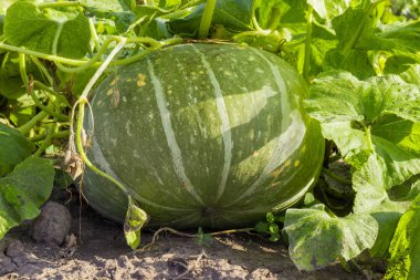 Yoğun sapları ve yaprakları plantation yakın çekim üzerinde büyüyen arasında kabak yeşil çizgili