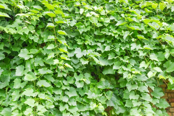 Achtergrond Van Bladeren Stengels Van Grapevine Krullend Muur — Stockfoto