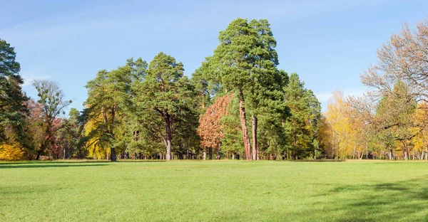 公园内大空地的全景 秋季的针叶树和落叶树木覆盖的草 — 图库照片
