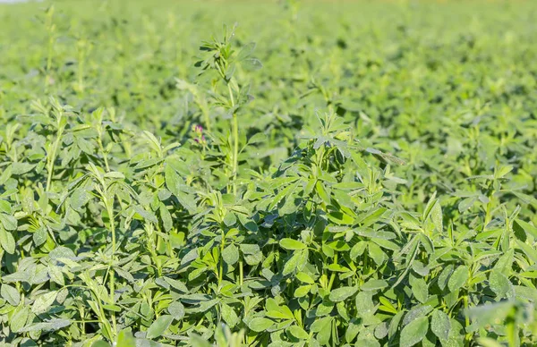 Feld Der Luzerne Mit Tautropfen Bedeckt Sommermorgen Bei Selektivem Fokus — Stockfoto