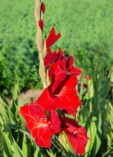 Fragmento Del Tallo Gladiolo Cultivado Con Flores Rojas Cerca Sobre — Foto de Stock