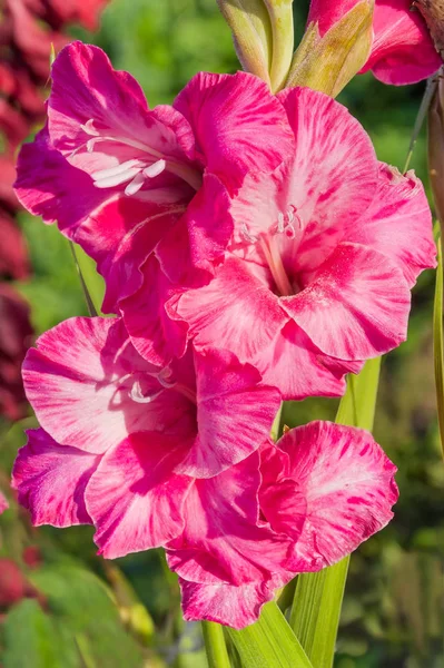 Fragmento Del Tallo Gladiolo Cultivado Con Flores Rosadas Cerca — Foto de Stock