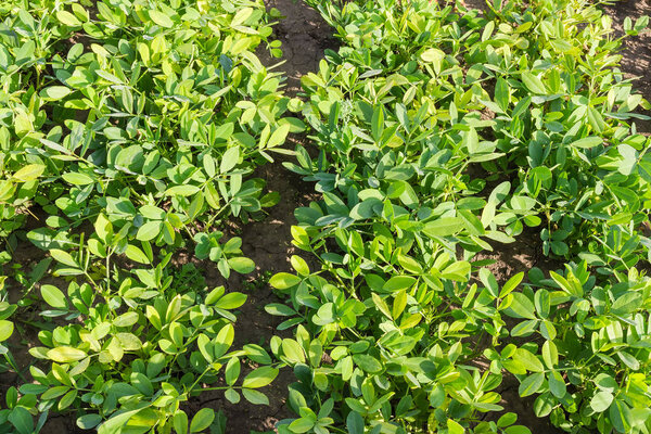 Top view of a fragment of the peanut plantation in morning