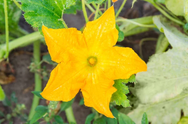 Vista Superior Flor Calabaza Sobre Fondo Borroso Tallos Hojas Una —  Fotos de Stock