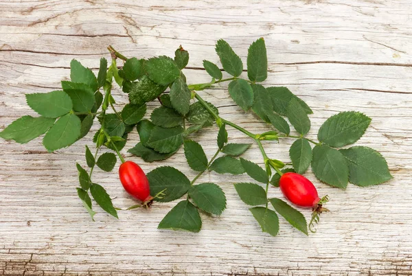 Zweig Der Hundsrose Mit Grünen Blättern Und Roten Hagebutten Auf — Stockfoto