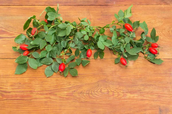 Branches Dog Rose Green Leaves Red Rose Hips Dark Colored — Stock Photo, Image