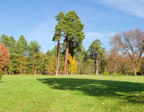 Lichtung Park Überdachter Rasen Zwischen Nadelbäumen Und Laubbäumen Herbsttag — Stockfoto