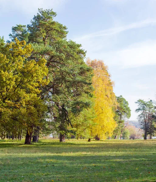 Glade Nel Parco Erba Coperta Conifere Alberi Decidui Autunno Giorno — Foto Stock