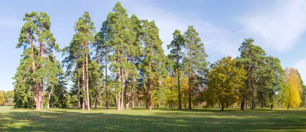 在秋季晴天的天空背景下 公园大空地上的松树和其他针叶树和落叶乔木群的全景图 — 图库照片
