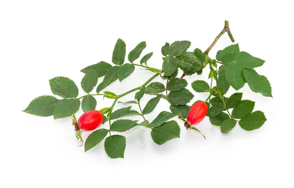 Tak Van Hondsroos Met Groene Bladeren Rood Rose Heupen Een — Stockfoto