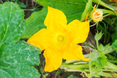 Üstten görünüm arasında kabak çiçeği gibi kaynaklanıyor ve seçici odak, plantation yakın çekim yaprak