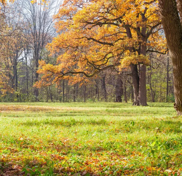 Część Starego Dębu Białego Skraju Polanie Parku Jesienny Dzień — Zdjęcie stockowe