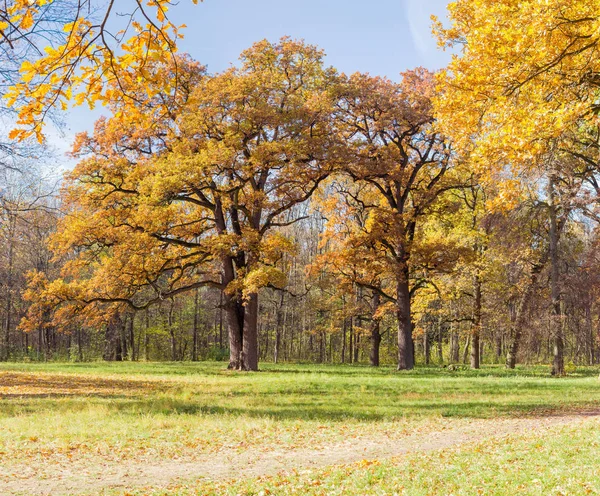 秋の日の公園で空き地の端にある古い樫の木のグループ — ストック写真