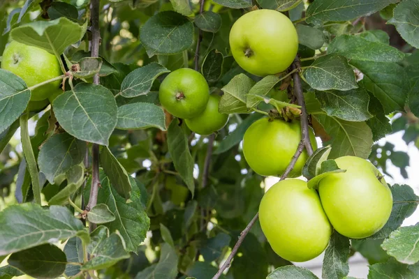 Background of the branches of apple tree with green apples in orchard