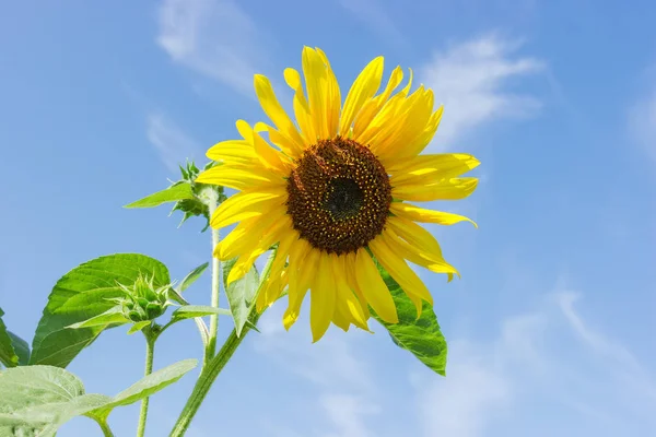 Flower of sunflower on a background of the sky