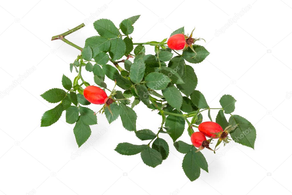 Branch of the dog rose with green leaves and red rose hips on a white background