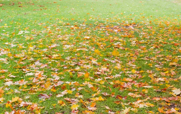 Arrière Plan Une Pelouse Avec Herbe Verte Humide Recouverte Feuilles — Photo