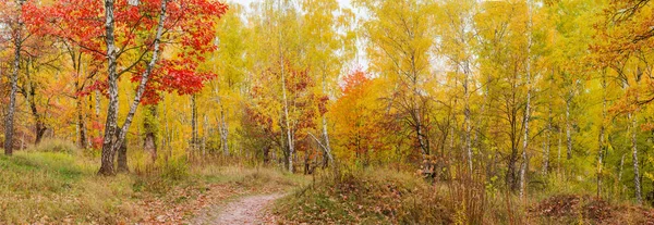 Yaprak Döken Orman Patika Sonbahar Bulutlu Günde Ile Geniş Panoraması — Stok fotoğraf