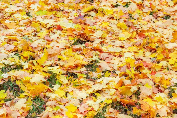 Fondo Hojarasca Varicolor Arce Entre Hierba Claro Día Nublado Otoño — Foto de Stock