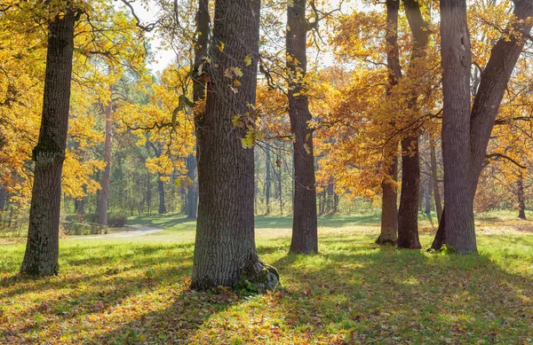 秋の日の公園の他の木の背景に対して古い樫の木のグループ — ストック写真