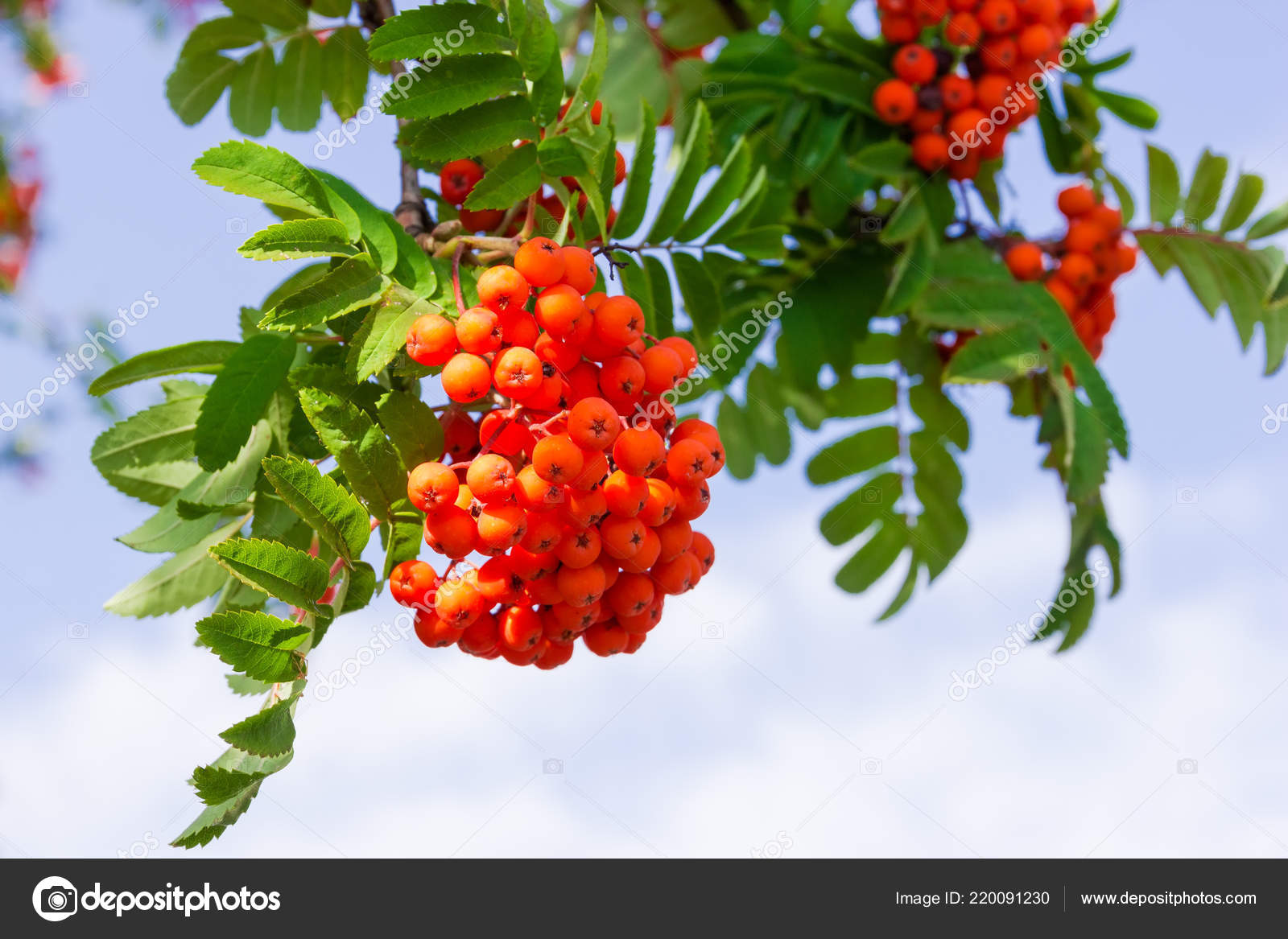 セイヨウナナカマド Images Libres De Droit Photos De セイヨウナナカマド Depositphotos