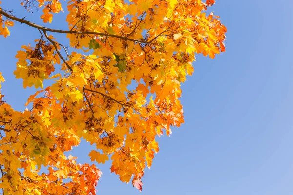 Akçaağaç Sonbahar Yaprakları Aşağı Asılı Berrak Gökyüzü Arka Plan Üzerinde — Stok fotoğraf