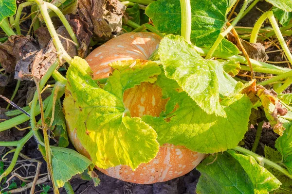 Top View Orange Striped Pumpkin Stems Leaves Growing Field Close — Stock Photo, Image