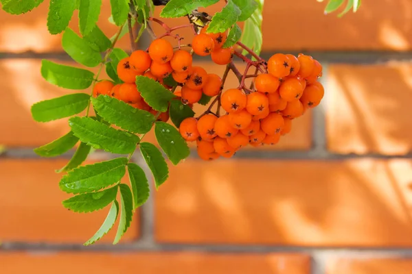 Cluster Baies Rowan Sur Arbre Foyer Sélectif Sur Fond Flou — Photo