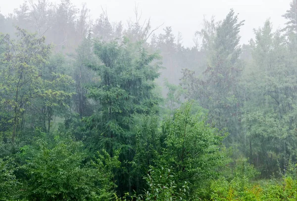 大雨时期落叶森林碎片的背景 — 图库照片
