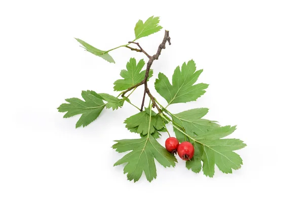 Ramo Del Biancospino Con Frutti Rossi Maturi Foglie Verdi Sfondo — Foto Stock