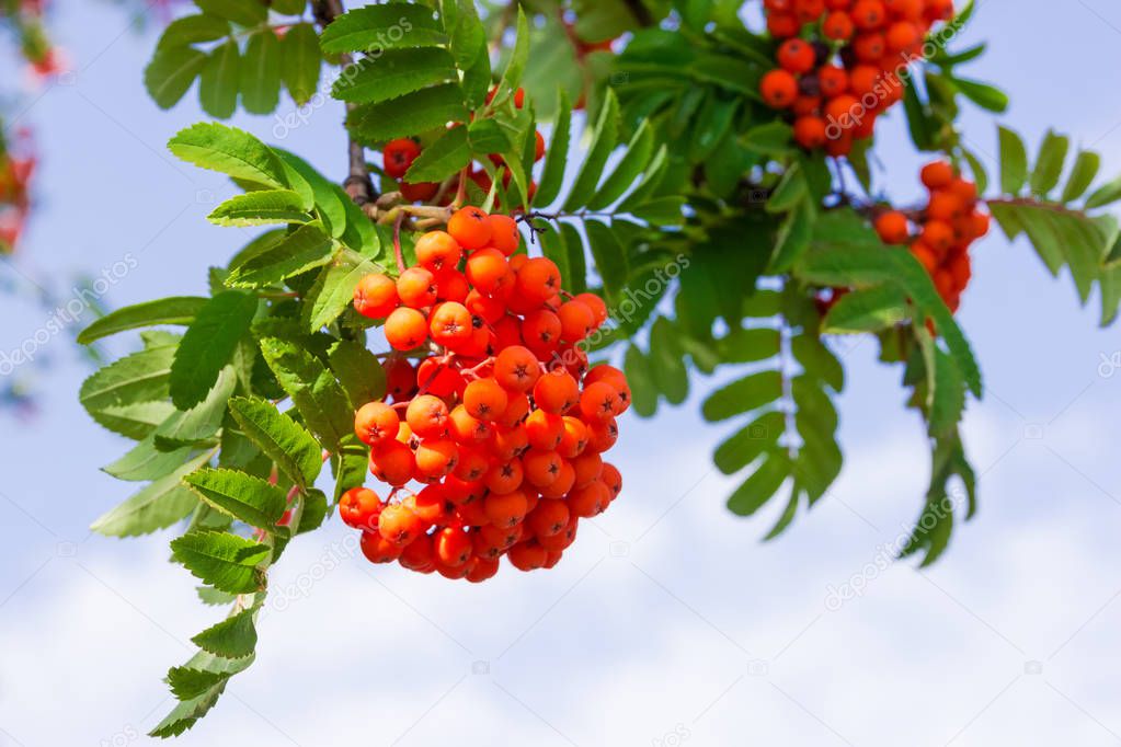 Branches of the rowan tree with clusters of berries close-up at selective focus on a background of the sky